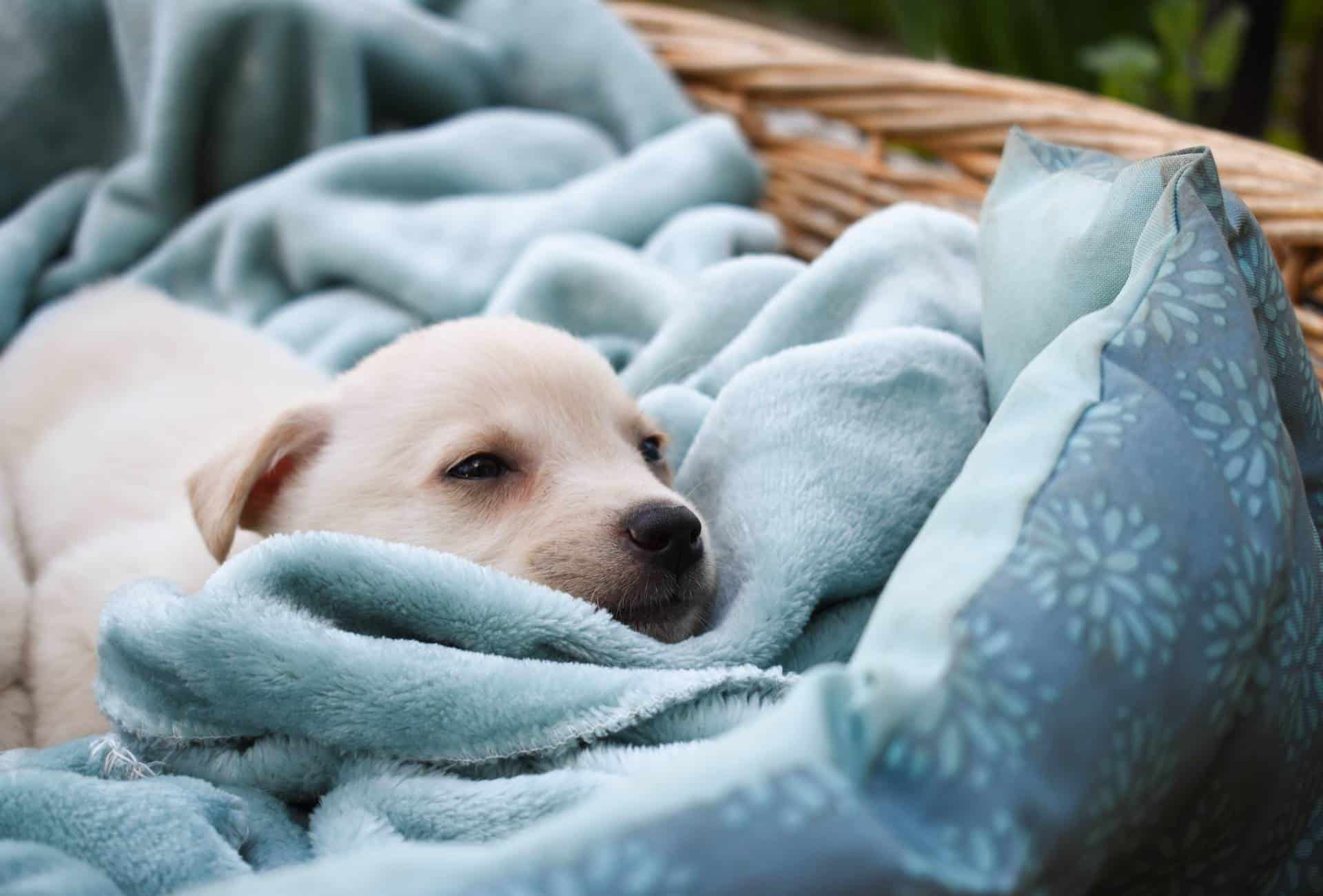 5 Benefits How Long Should A Puppy Sleep In Your Room? 2022 Pup