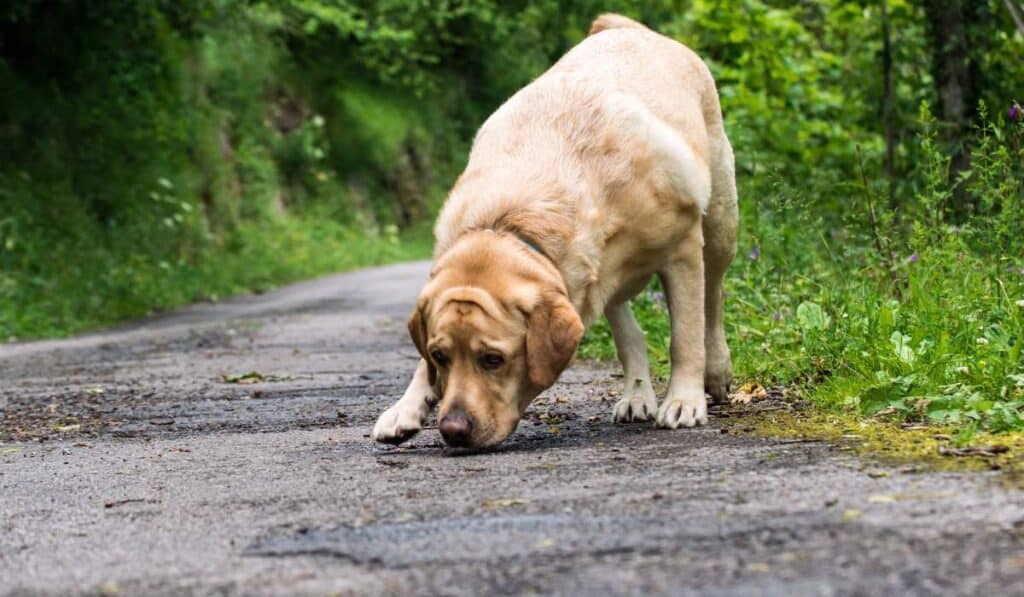 Dogs Heightened Senses