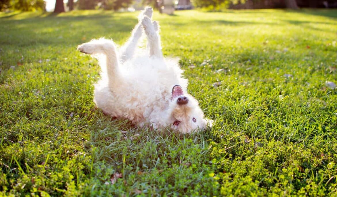 Dogs Roll On Their Back