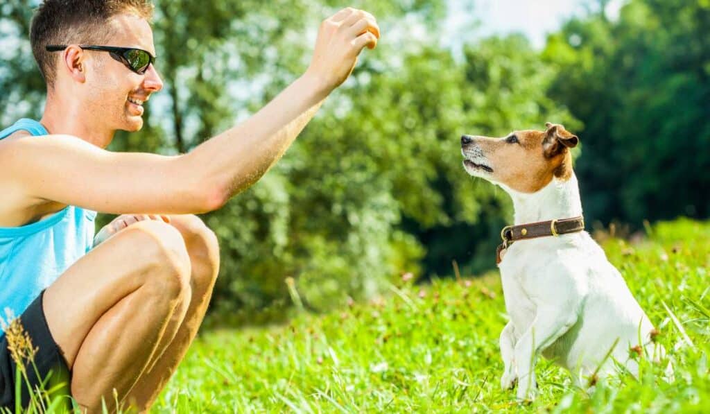 Leash Training