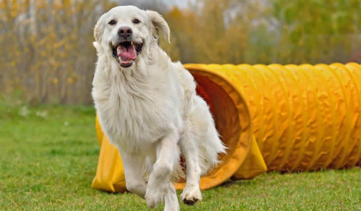 Loose Leash Training