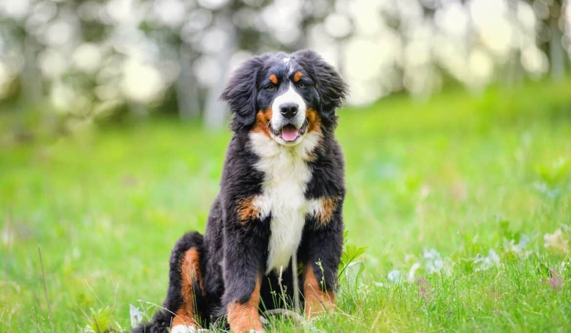 Teaching Your Dog To Drop It