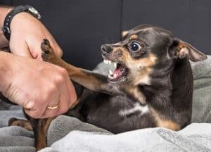 dog agression