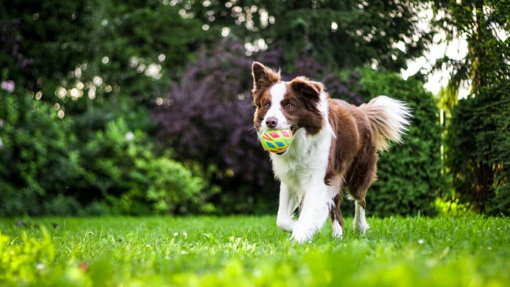 Effective Training Techniques for Dealing with Behavioral Issues in Dogs