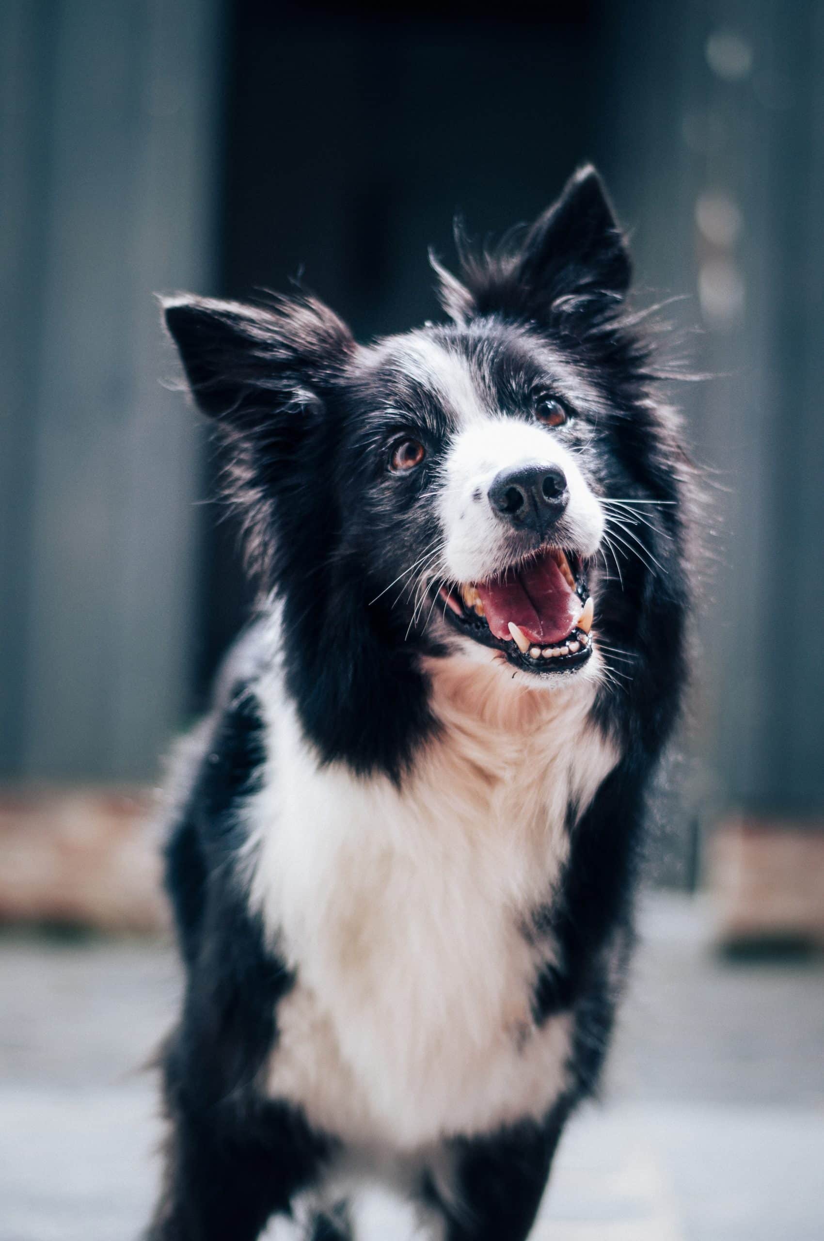 Essential Starter Kit for New Dog Owners: A Complete Guide