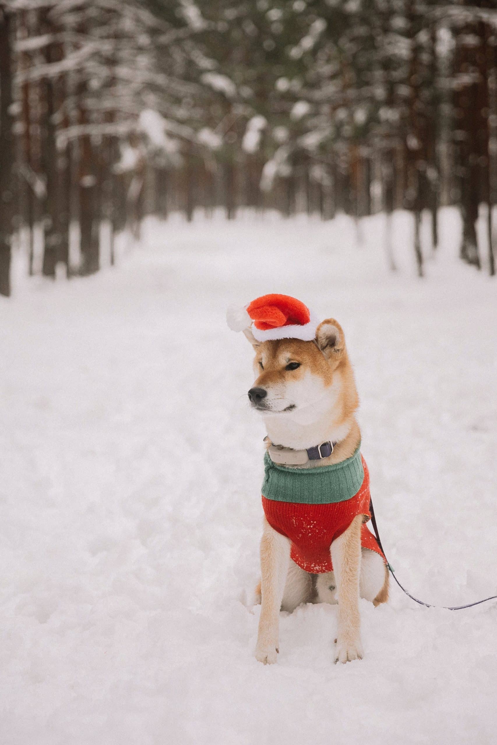 Fun Winter Activities for You and Your Dog