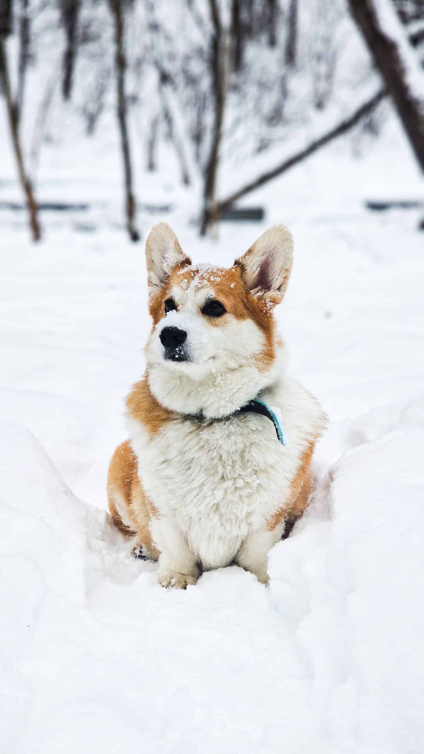 Mastering Dog Communication: Interpreting and Responding to Growling