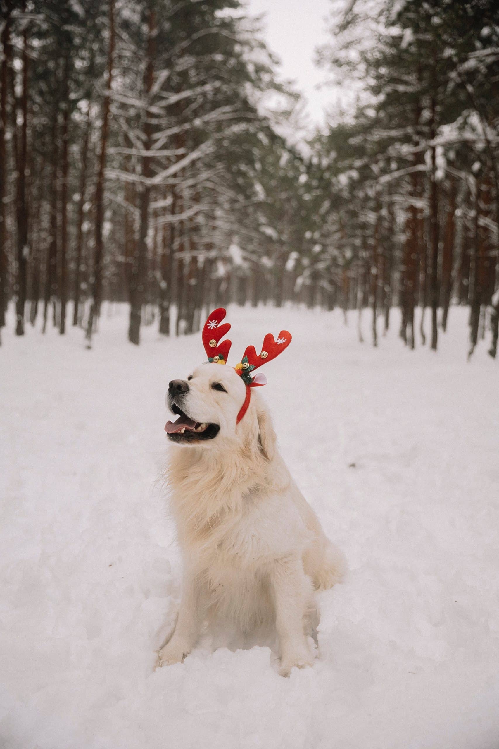 Mastering Dog Communication: Interpreting and Responding to Growling