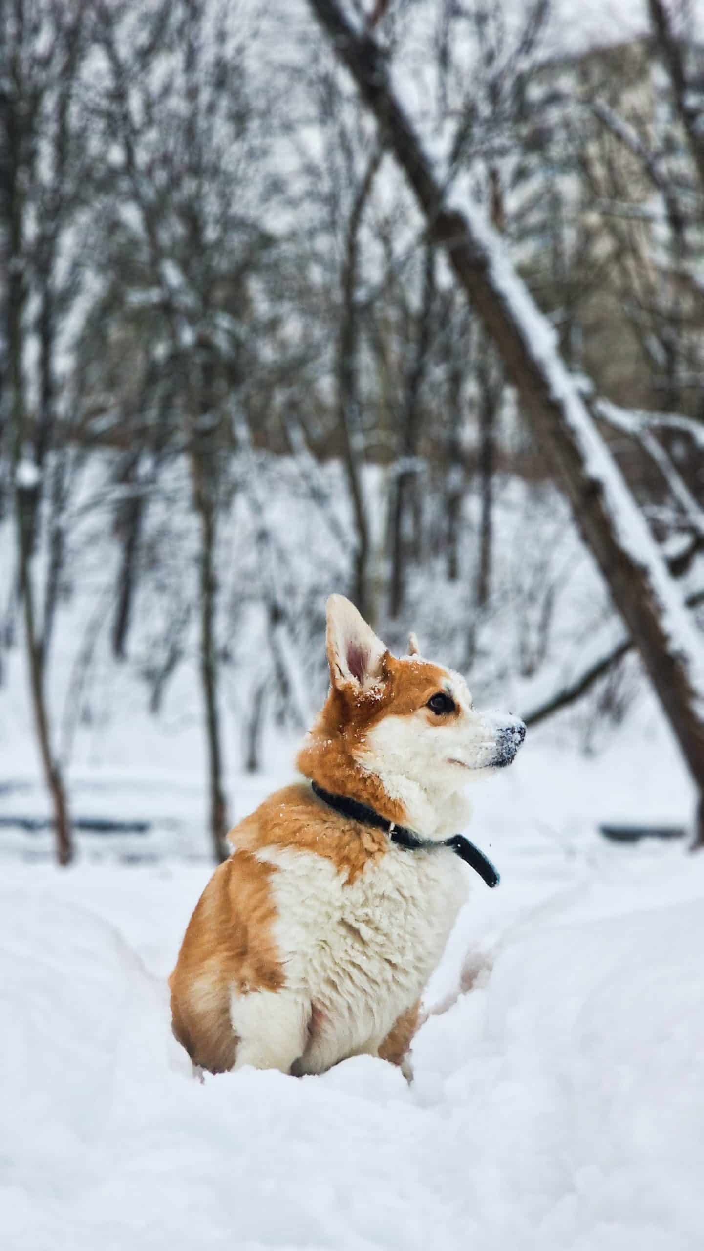 Mastering Dog Communication: Interpreting and Responding to Growling