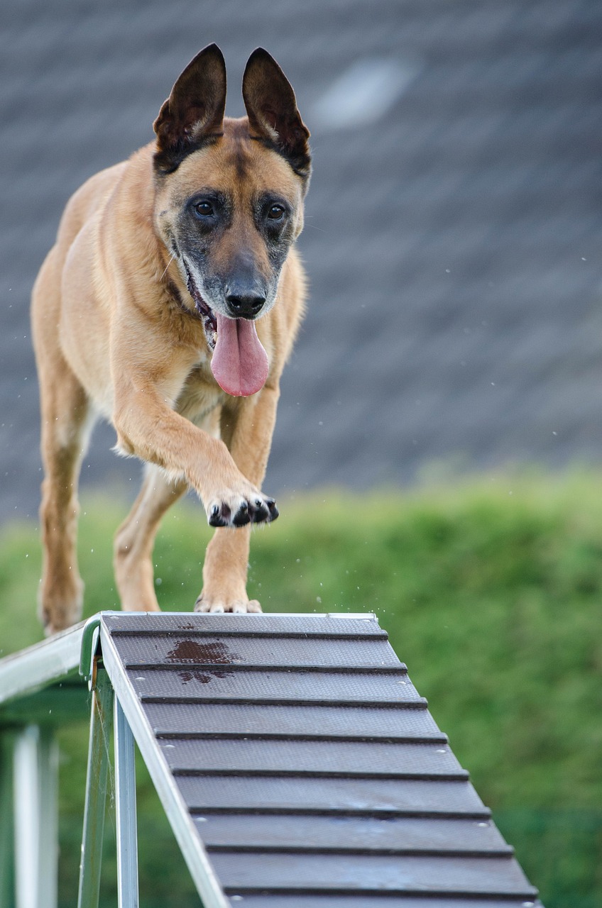 Socializing Your Dog: A Beginners Guide