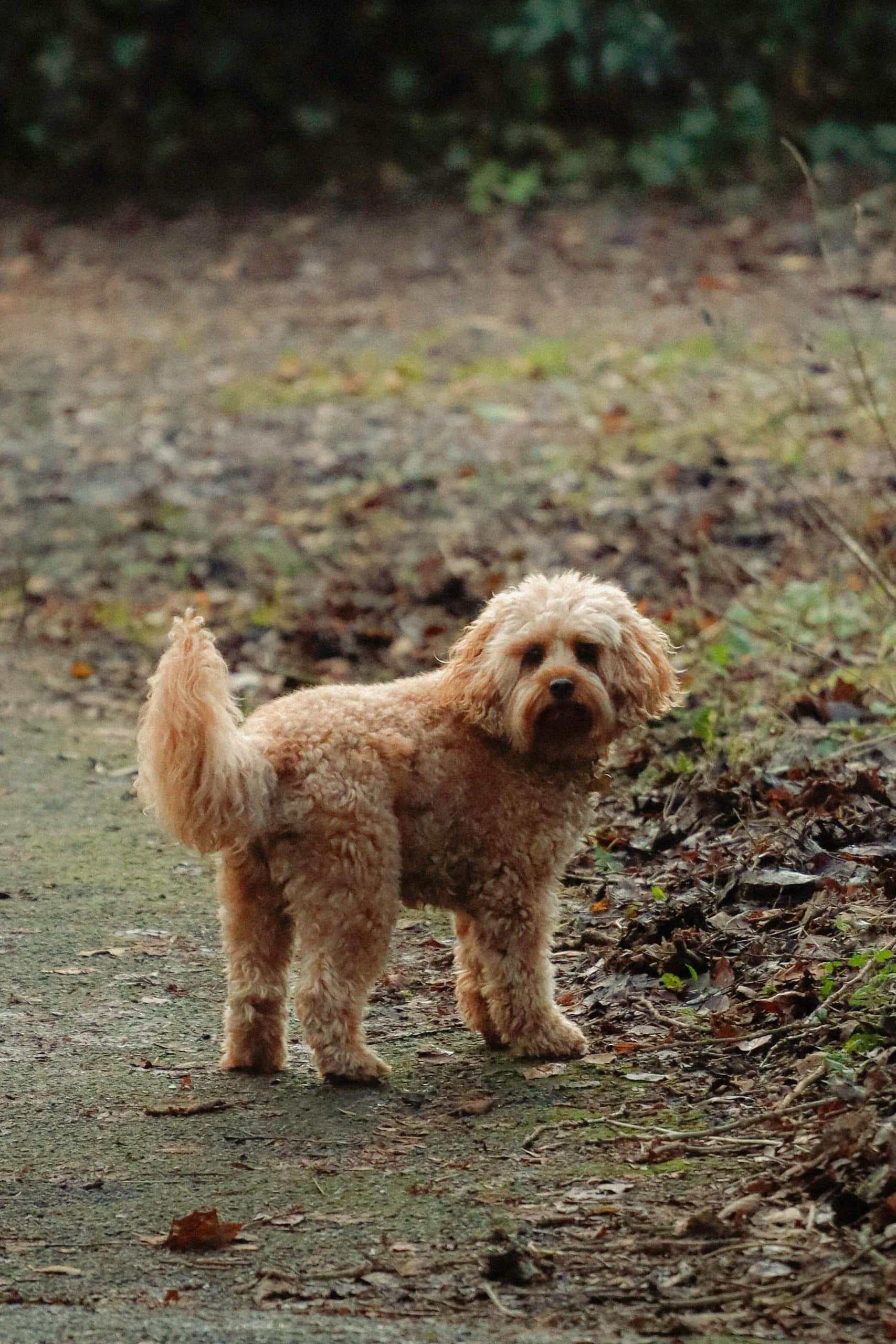 The Benefits of Regular Exercise for a Dogs Behavioral Health