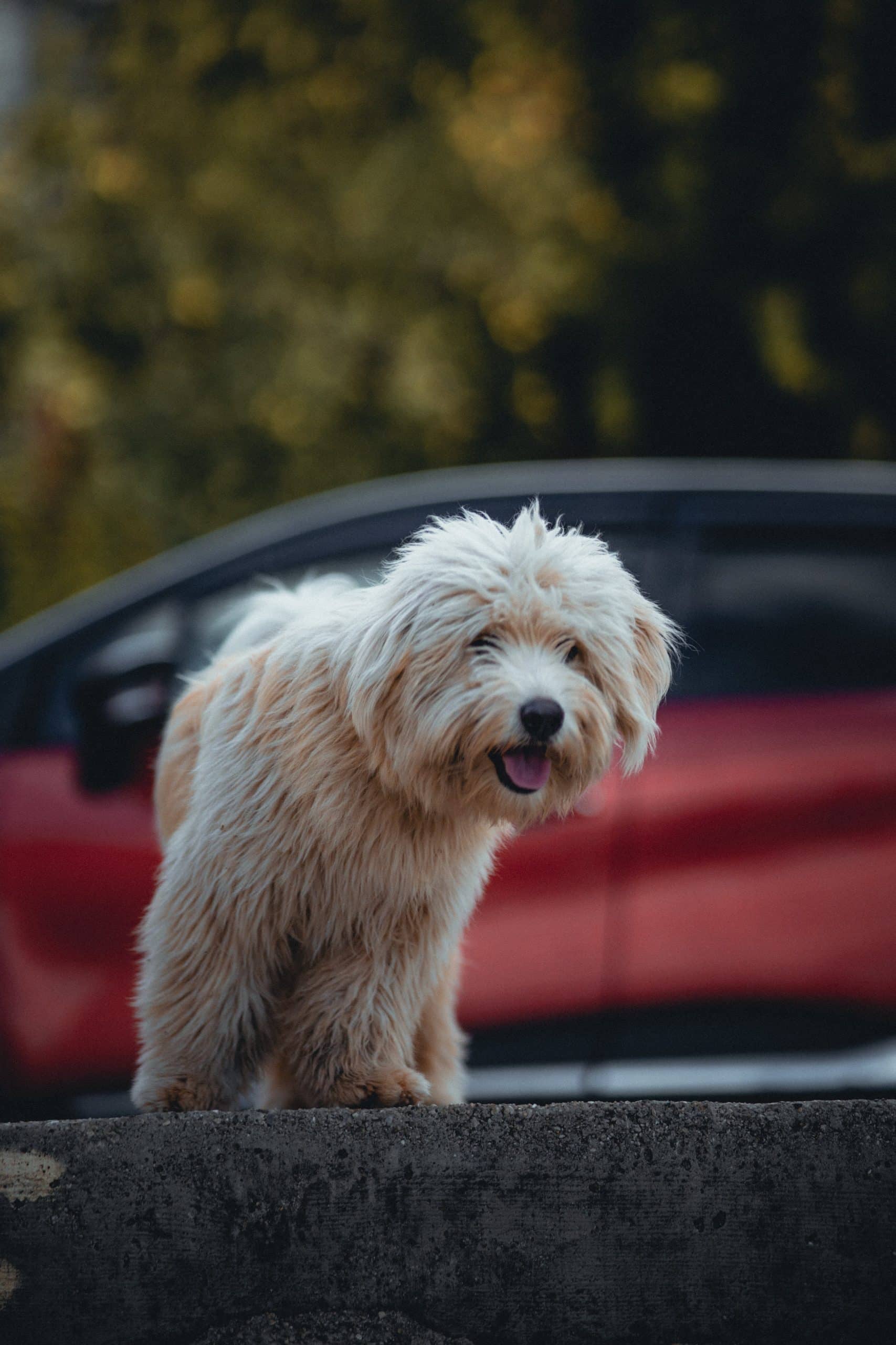 The Ultimate Guide to Puppy Potty Training