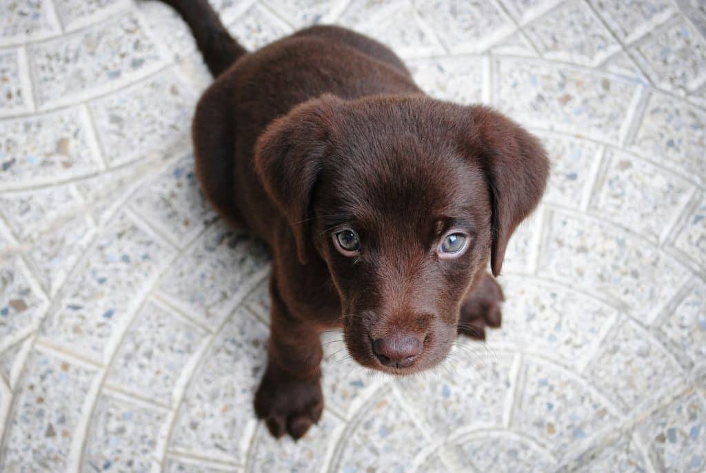 The Ultimate Guide to Raising a Healthy Puppy