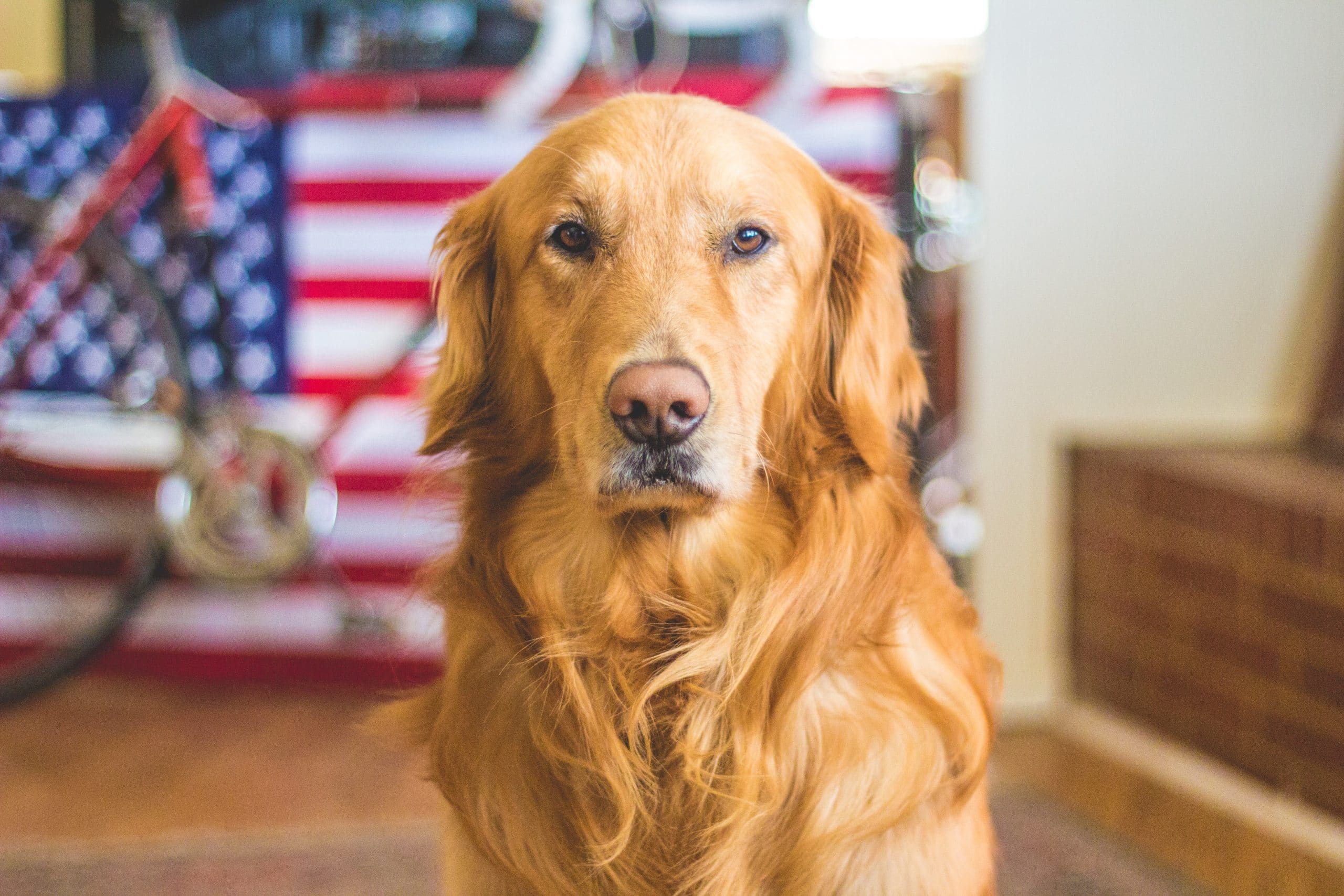 Top Dog-Friendly Home Safety Products