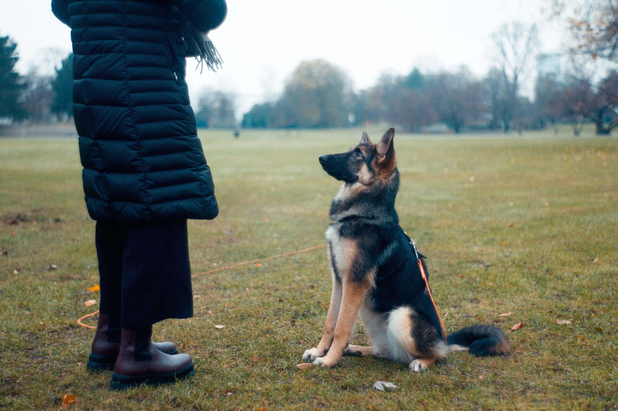 Training Older Dogs: Challenges and Solutions