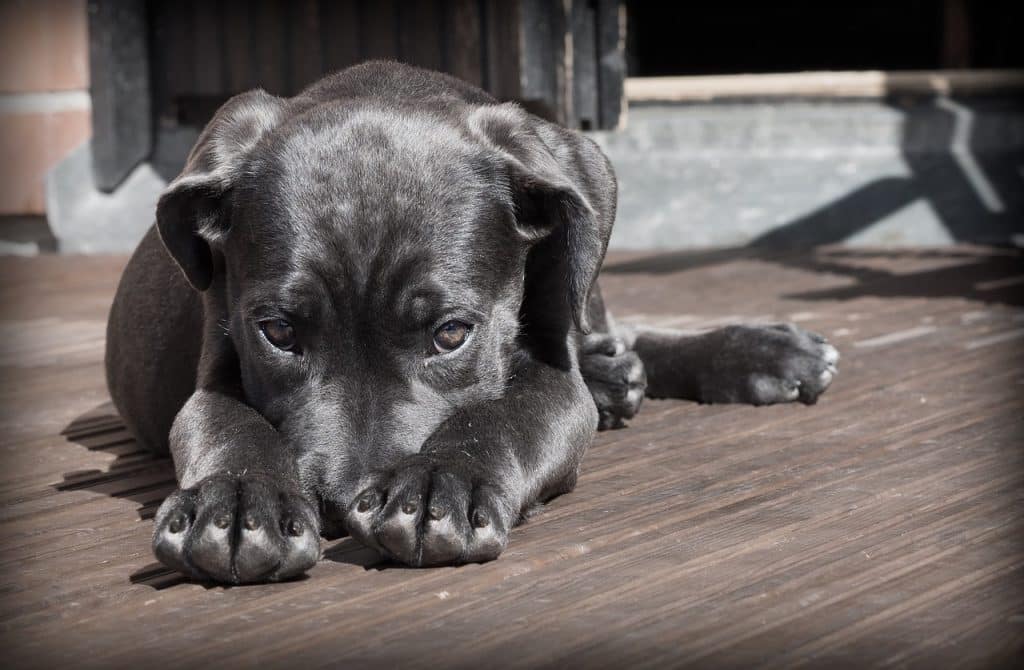 Understanding the Meaning of Dog Growling