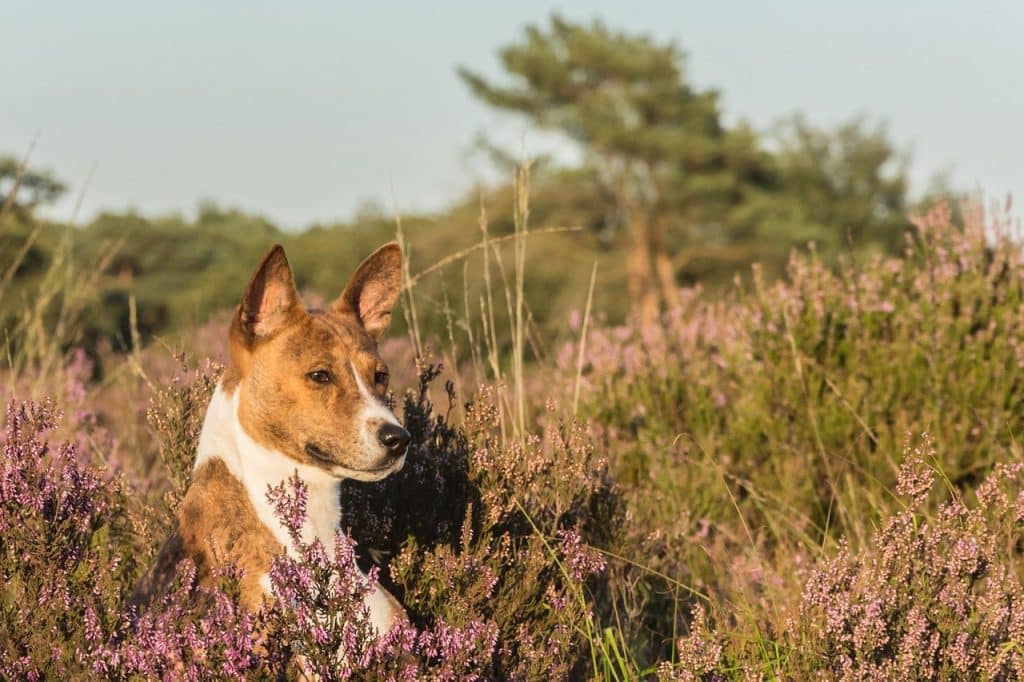 Understanding the Psychology of Barking: Insights into Why Dogs Bark and Effective Response Strategies