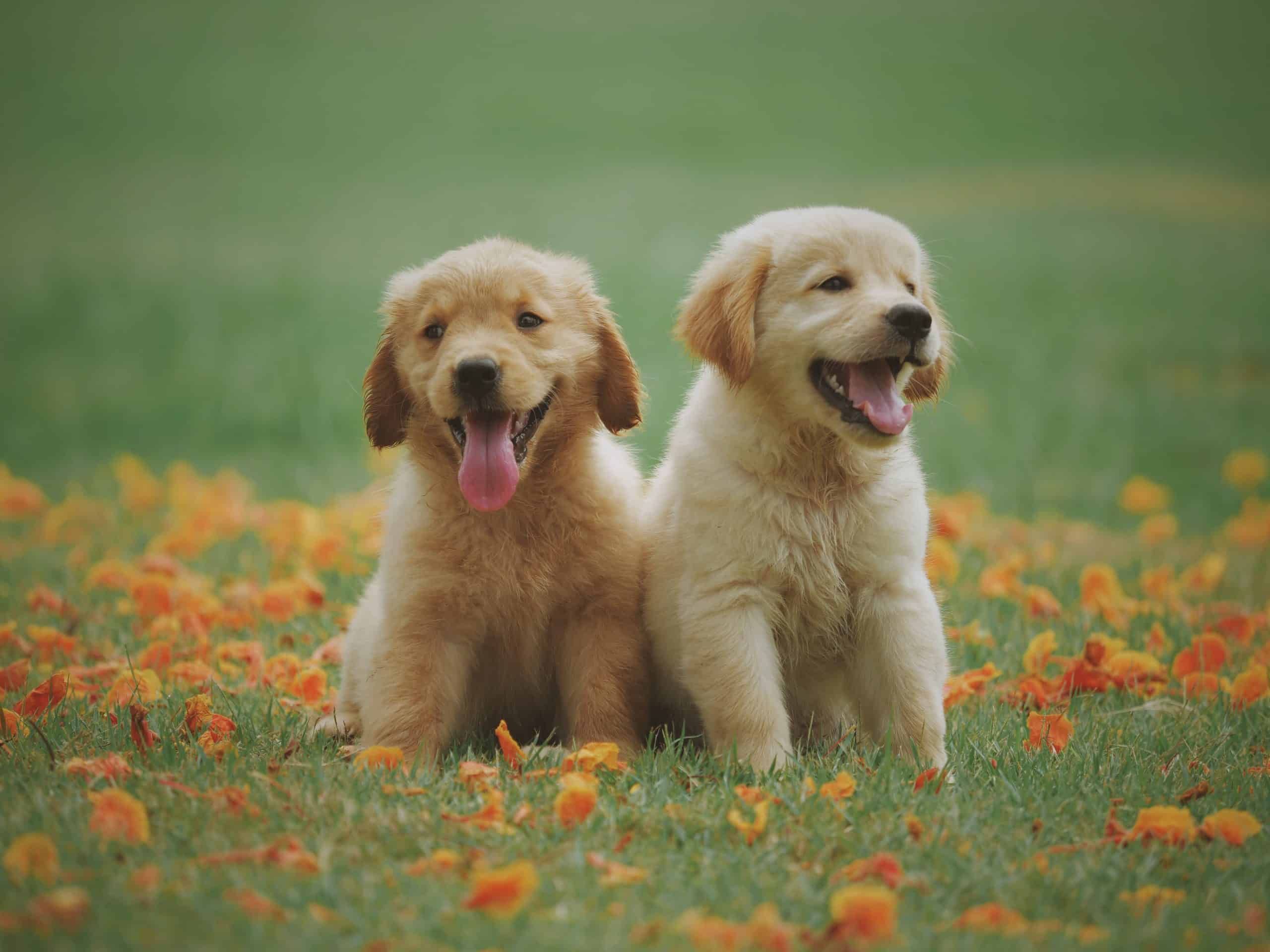 Where to Buy Puppy Raising Starter Kits Online