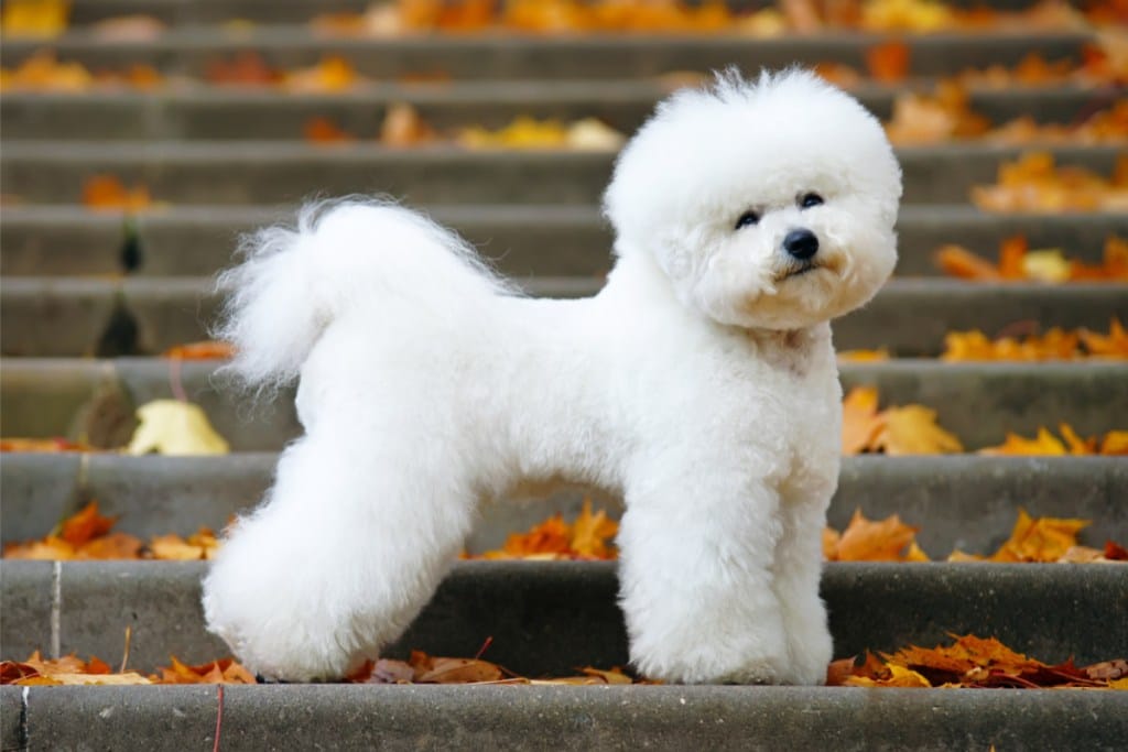 22 Dog Breeds That Dont Smell or Shed