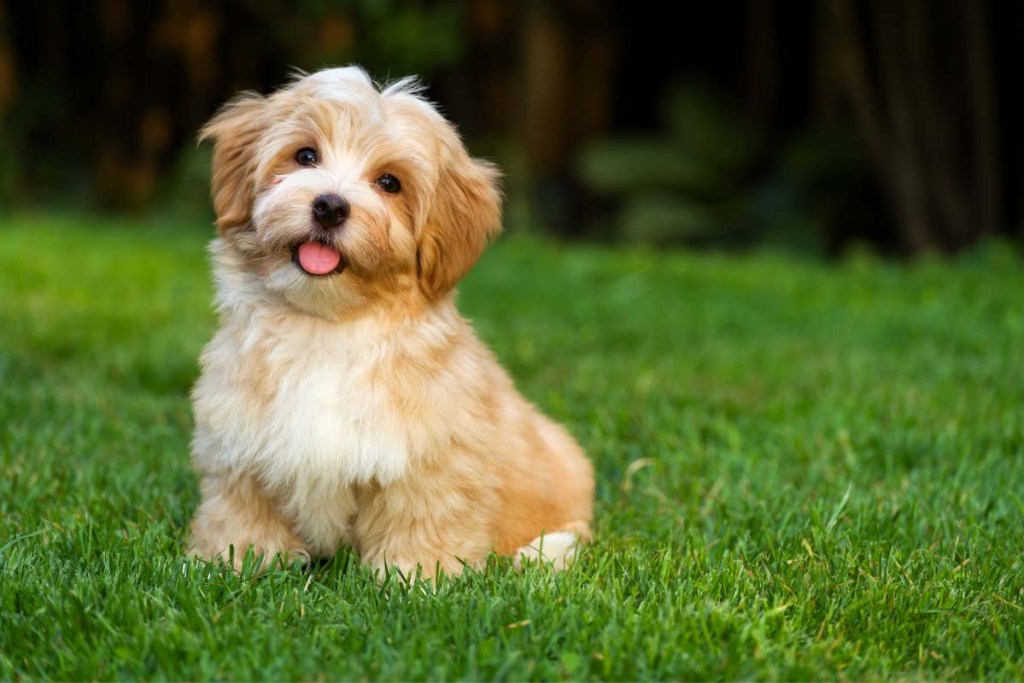 25 Small Dog Breeds for People with Allergies and Apartment Living