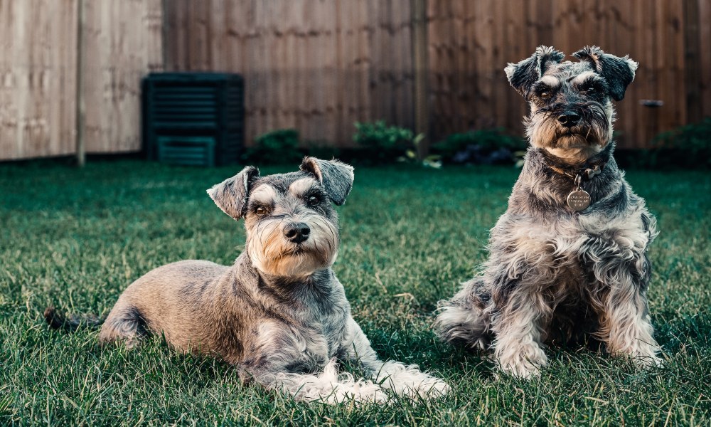 25 Small Dog Breeds for People with Allergies and Apartment Living