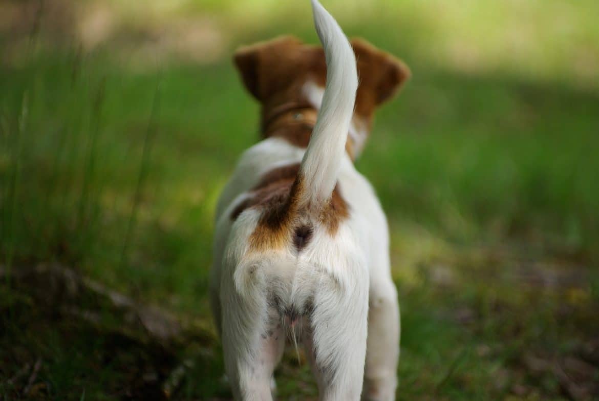 dog, tail, pet
