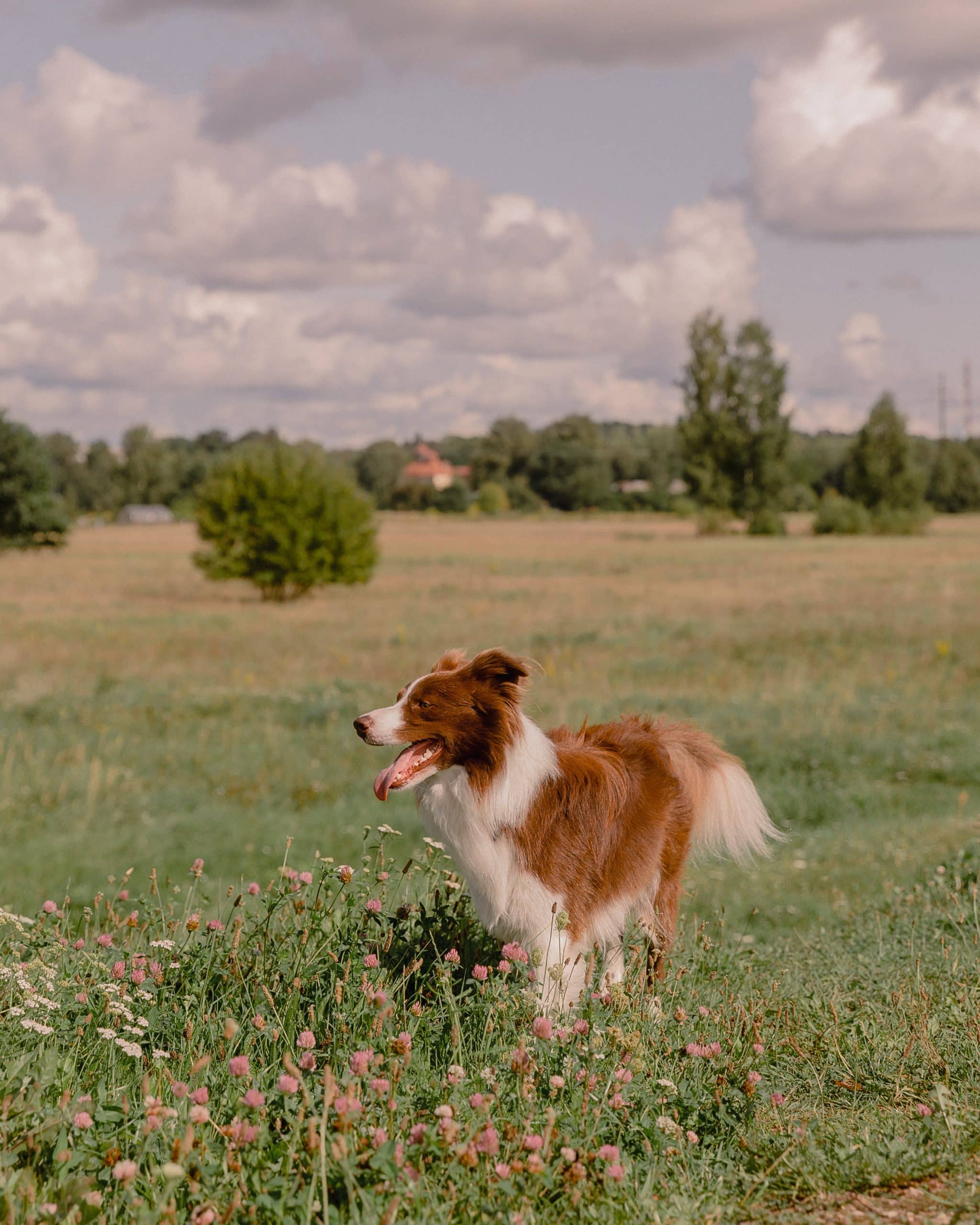 5 Essential Grooming Tips for Long-Haired Dog Breeds