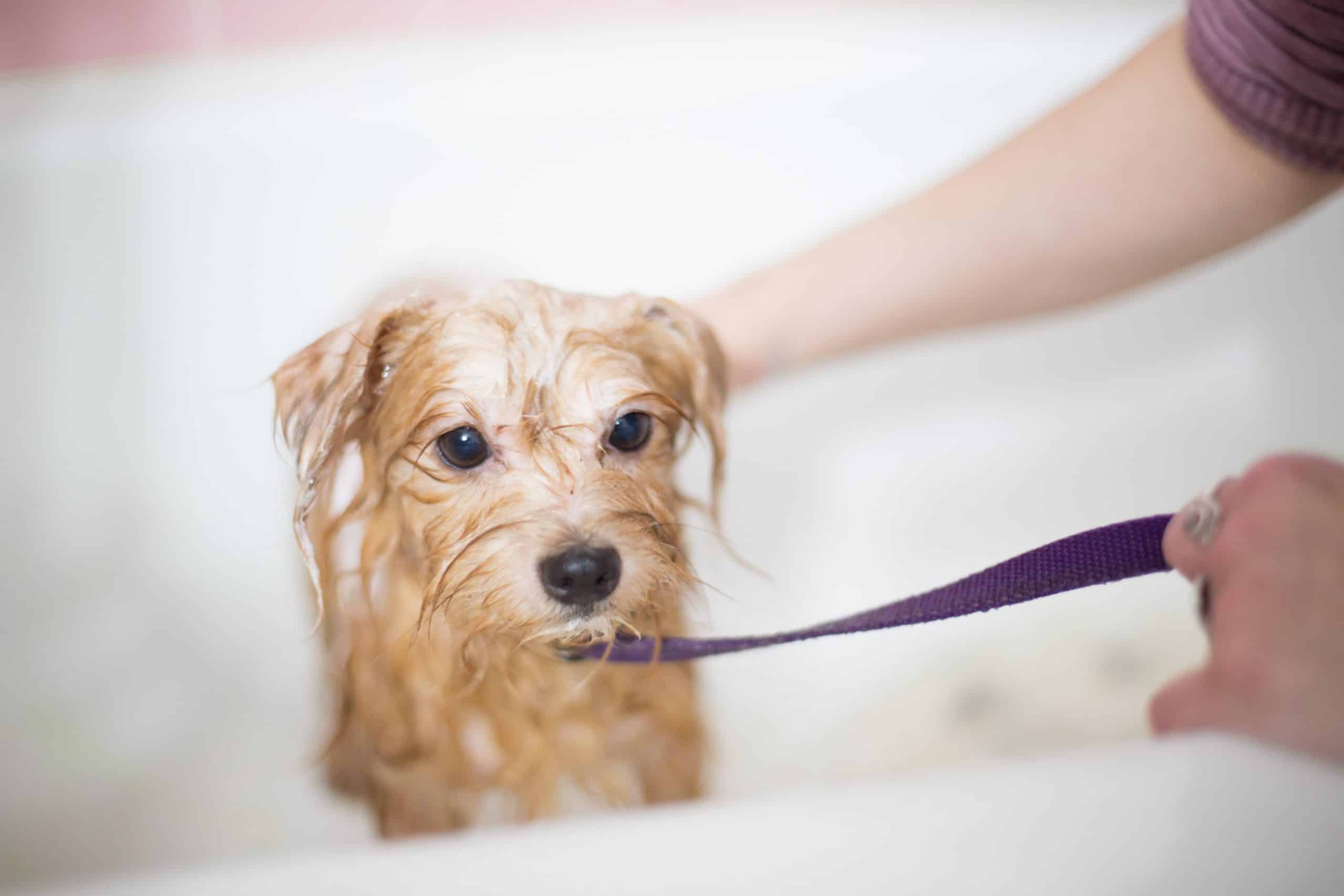 Are Calming Treats Safe for Puppies?