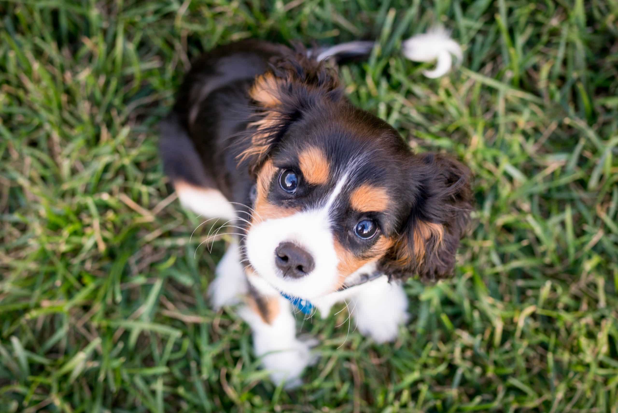 Are Calming Treats Safe for Puppies?