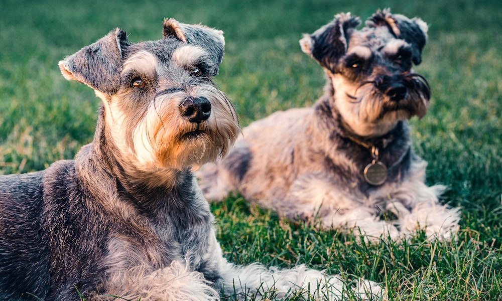 Calm Dog Breeds That Dont Shed: Perfect for Allergy Sufferers