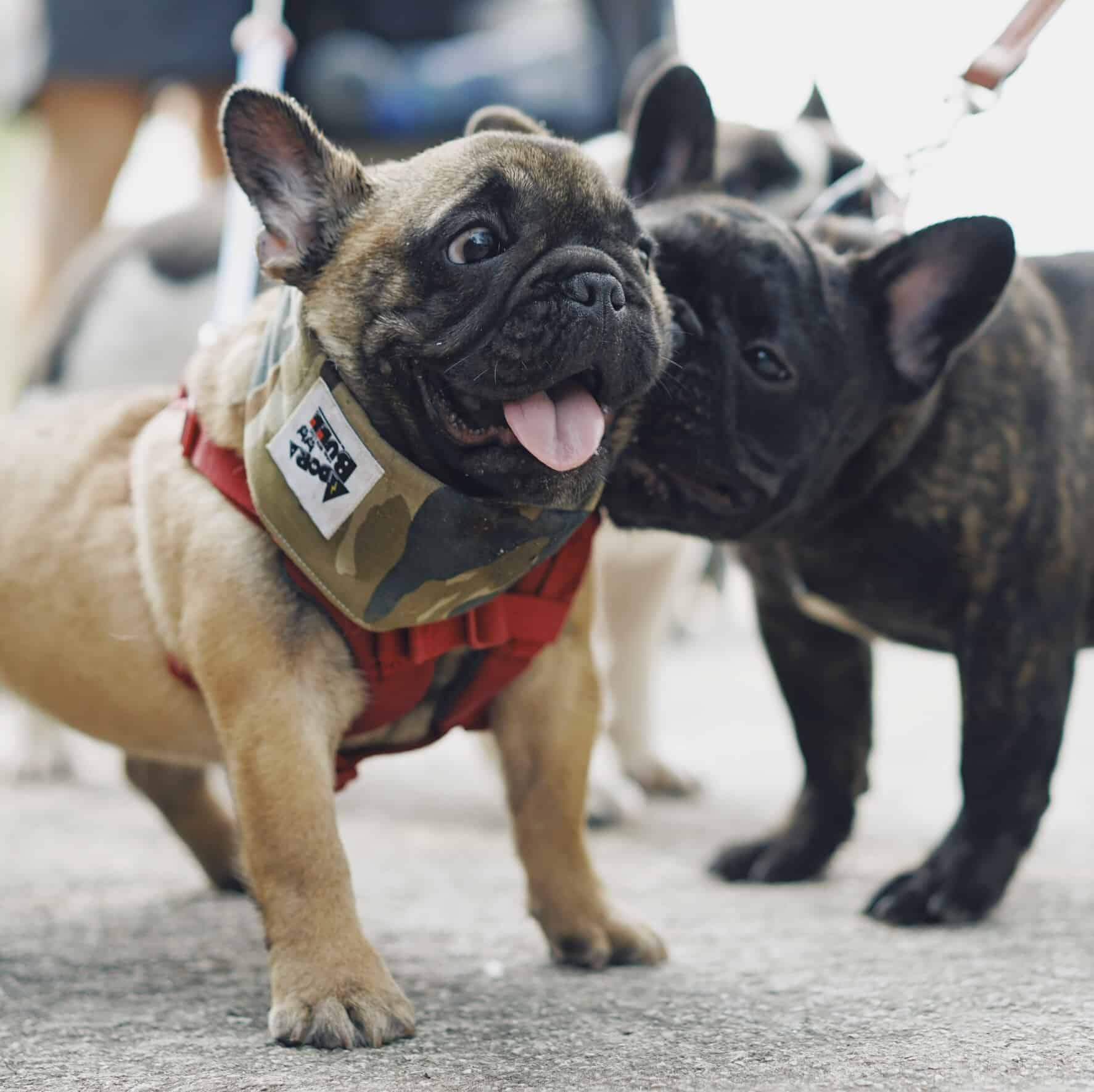 Can French Bulldogs Safely Eat Eggs? Nutritional Guidelines