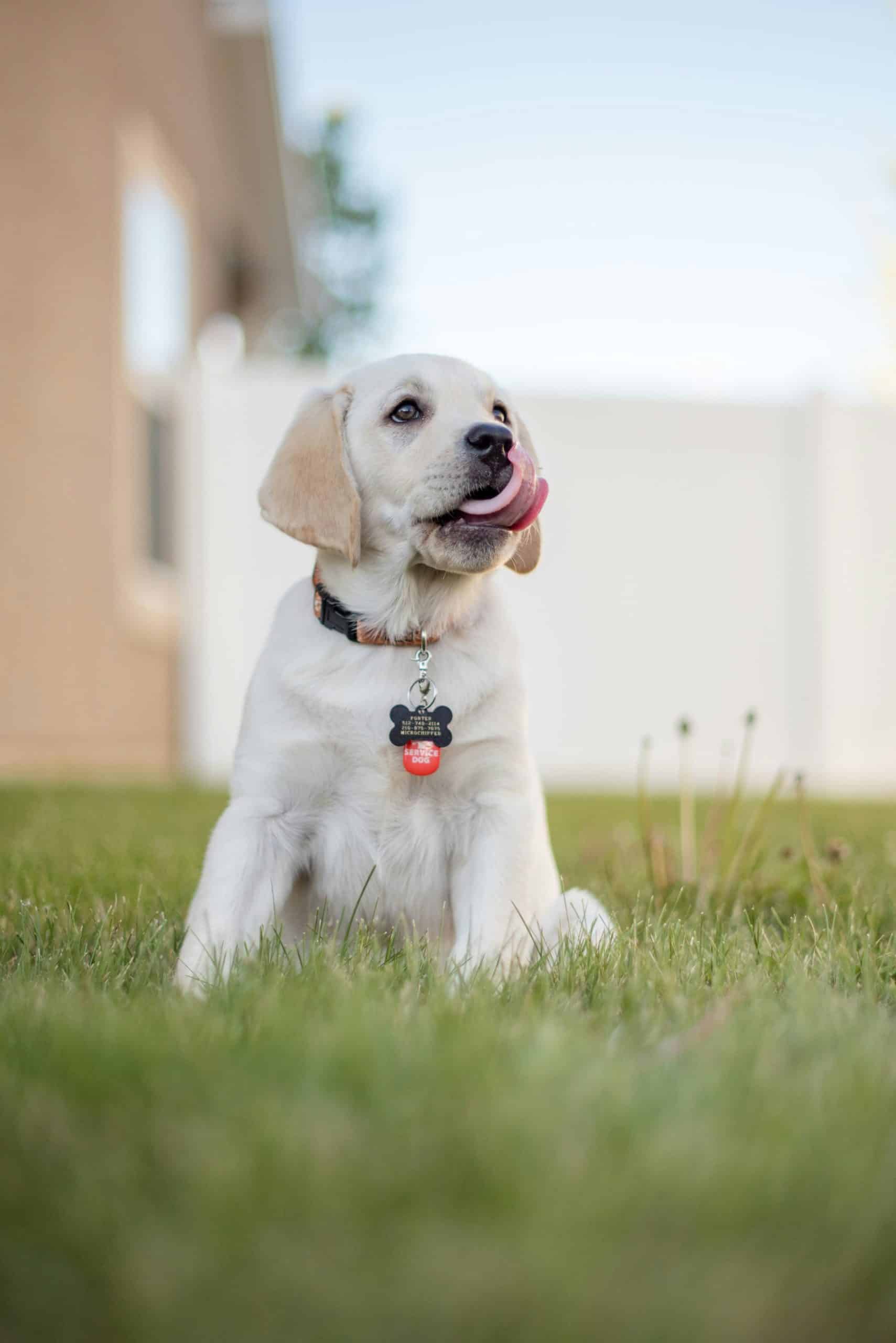 Choosing the Perfect Puppy: Key Considerations for Potential Owners