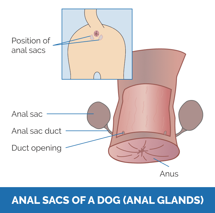 Do French Bulldogs Require Gland Expression? Understanding Their Needs