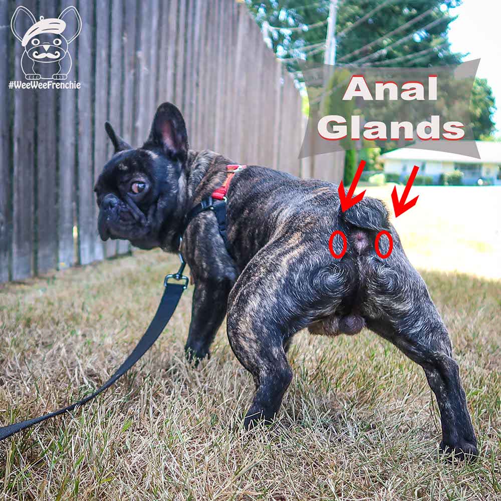 Do French Bulldogs Require Gland Expression? Understanding Their Needs