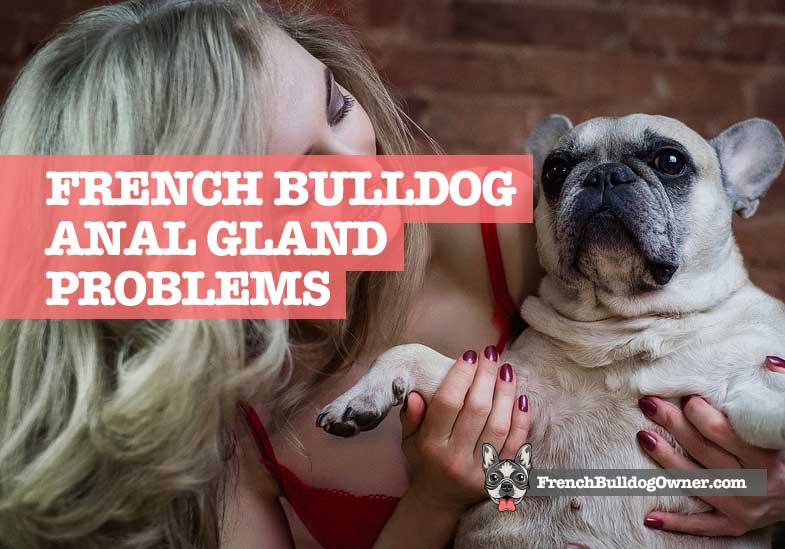 Do French Bulldogs Require Gland Expression? Understanding Their Needs