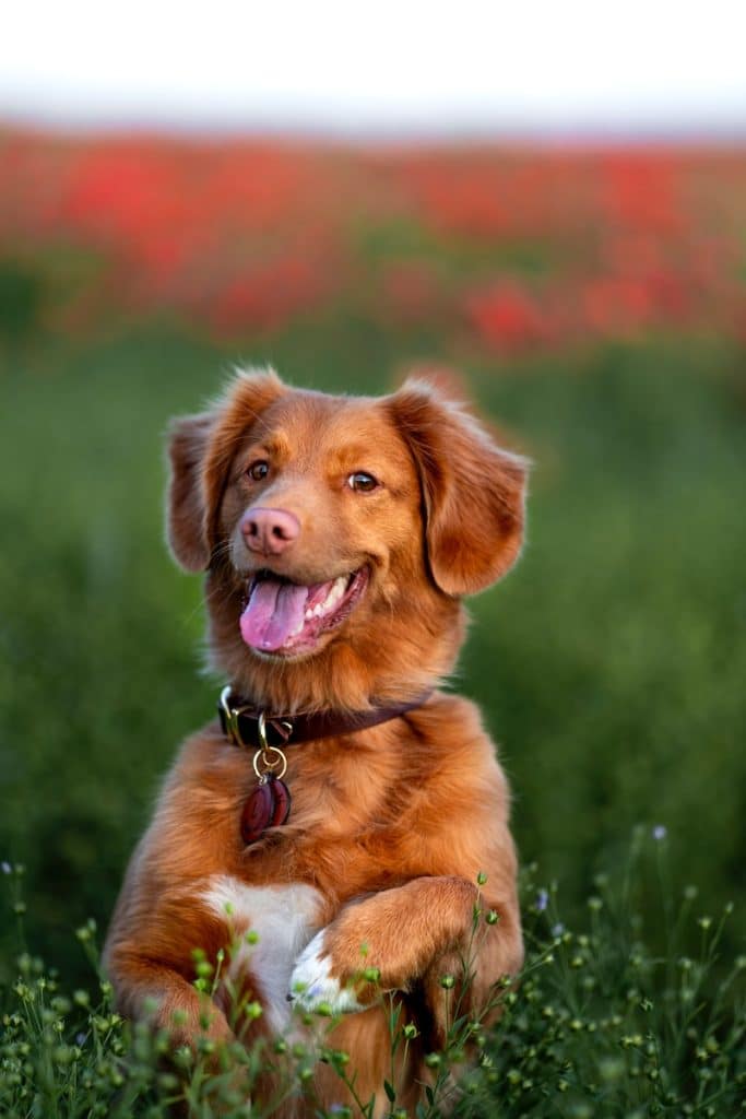 brown long coated dog on green grass field during daytime