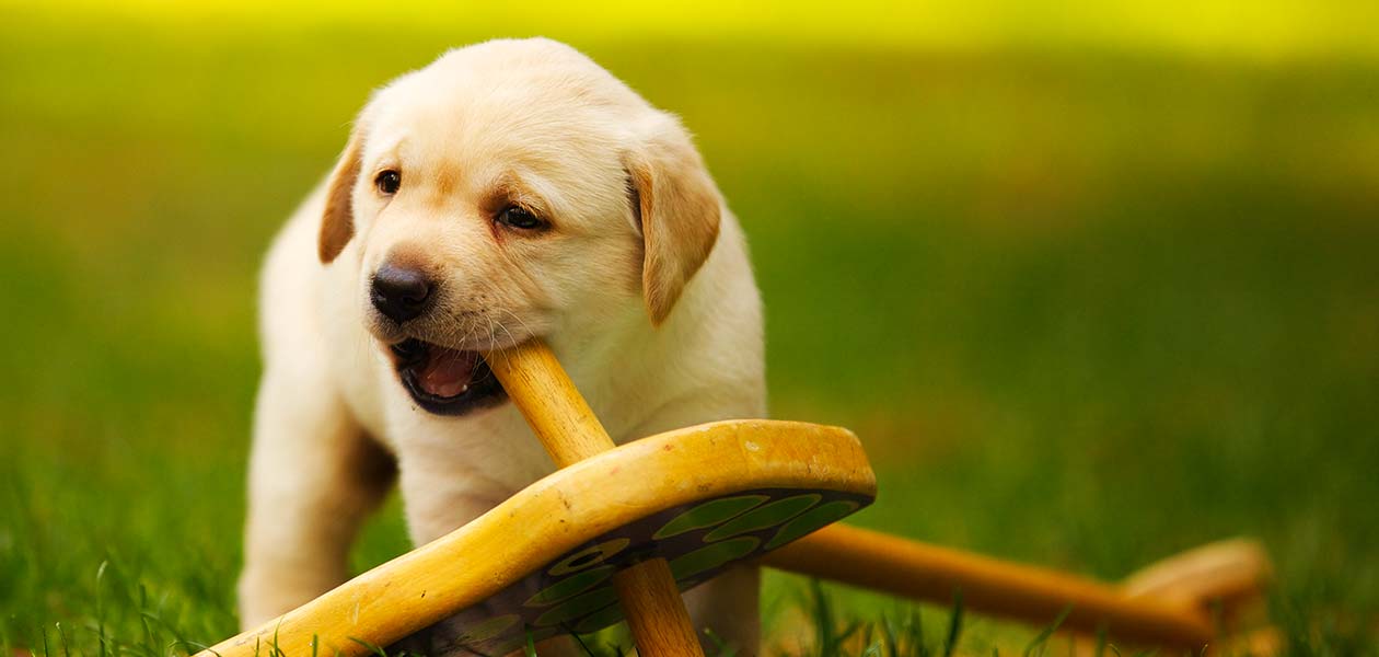 Effective Methods to Stop a Puppy from Chewing on Wood