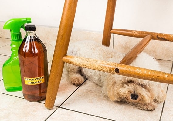 Effective Methods to Stop a Puppy from Chewing on Wood