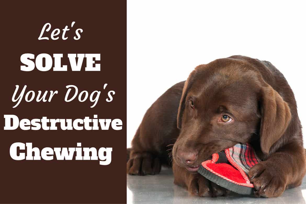 Effective Methods to Stop a Puppy from Chewing on Wood