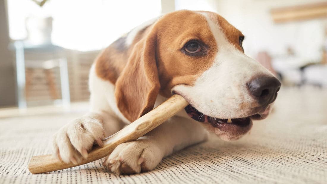 Effective Methods to Stop a Puppy from Chewing on Wood