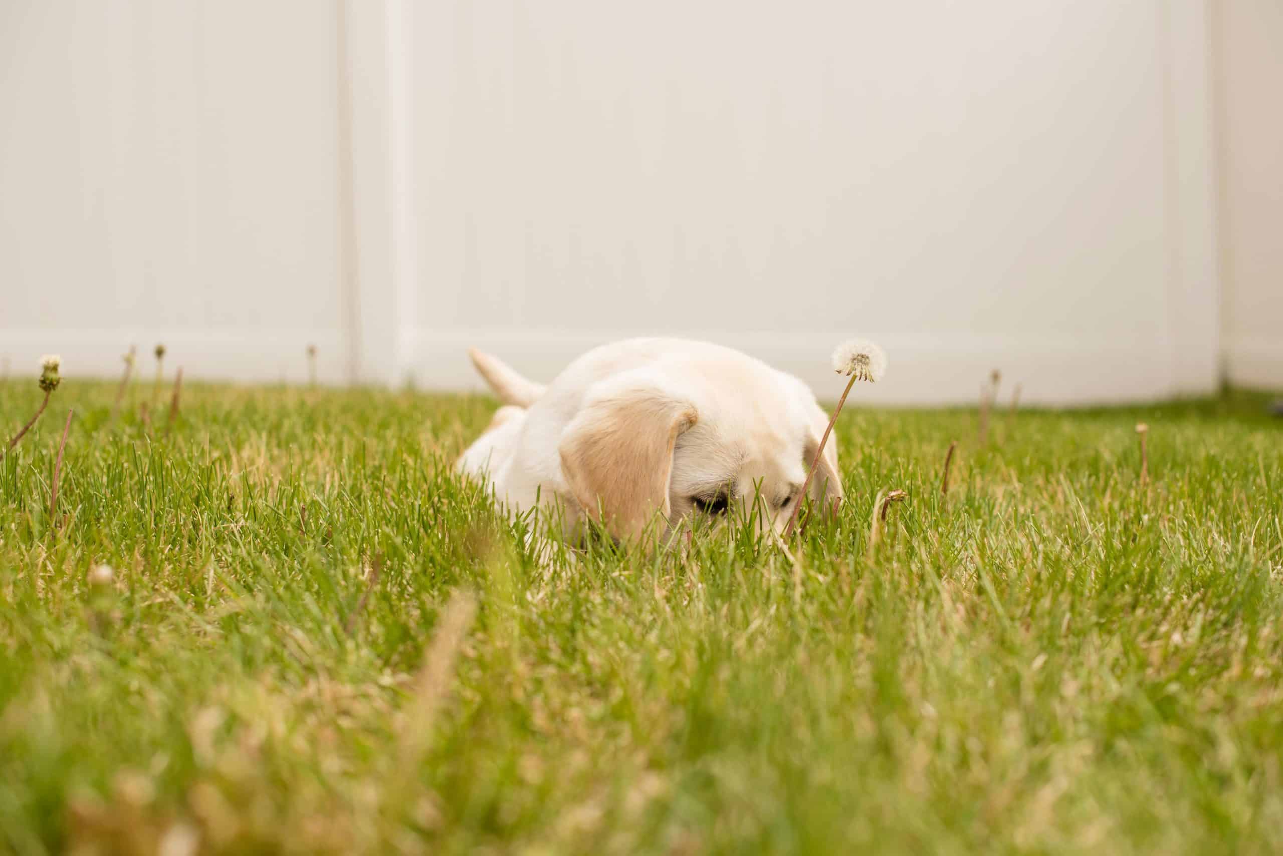 Effective Techniques for Housetraining Your Puppy