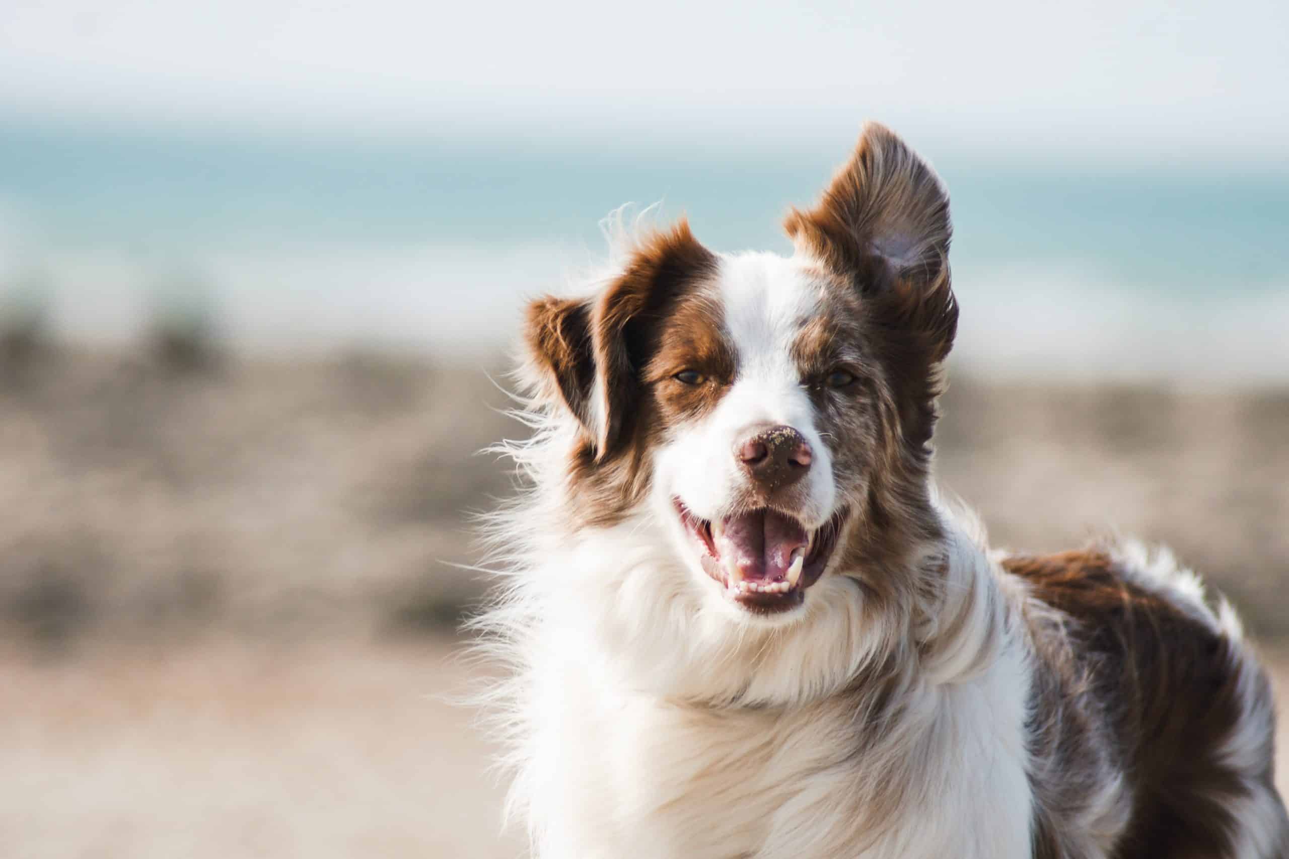 Exploring The Attraction: Why Dogs Love Chewing On Sticks