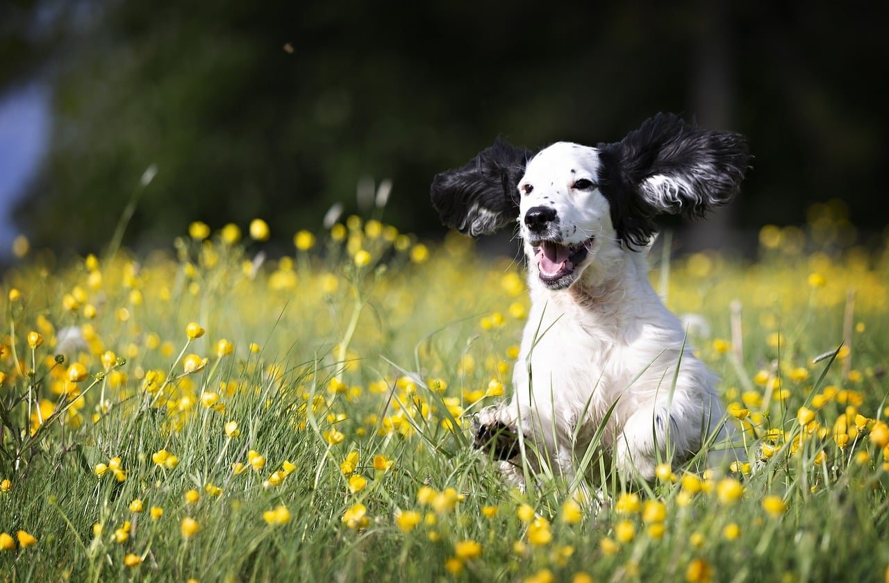 Feeding Guide for a Bernedoodle Puppy