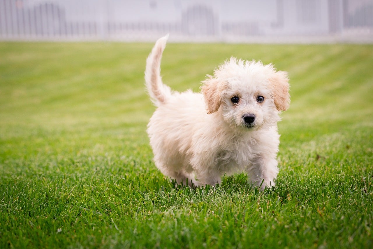 Feeding Guide for a Bernedoodle Puppy