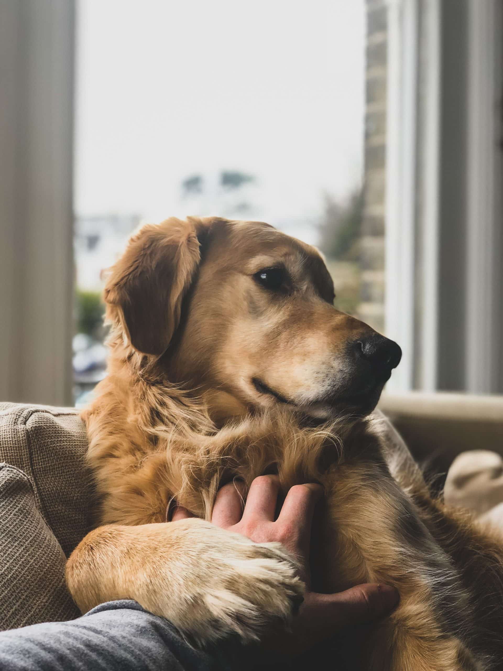 Finding the Perfect Balance: Indoor and Outdoor Time for Your Dog