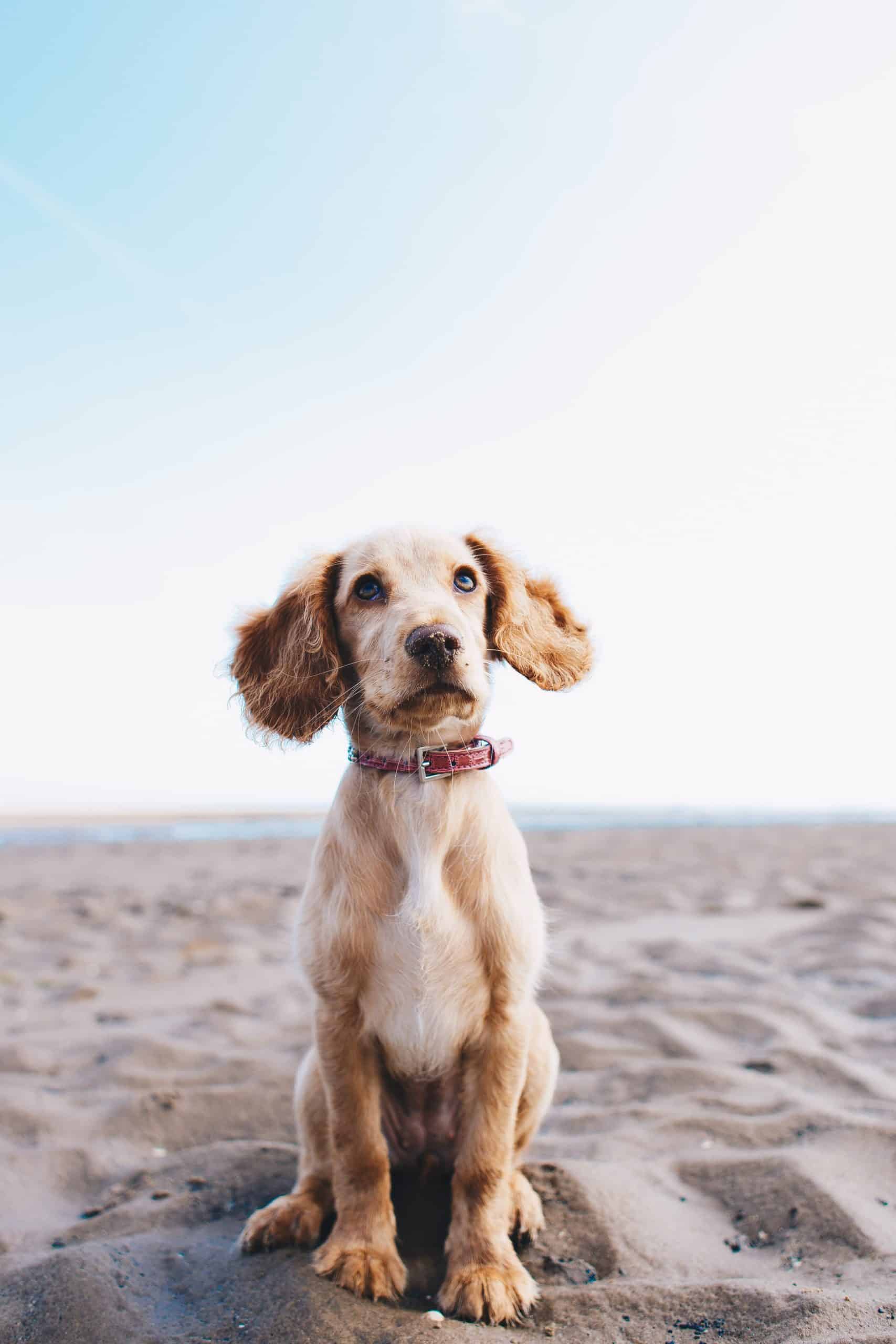 How to Train a Jack Russell Puppy