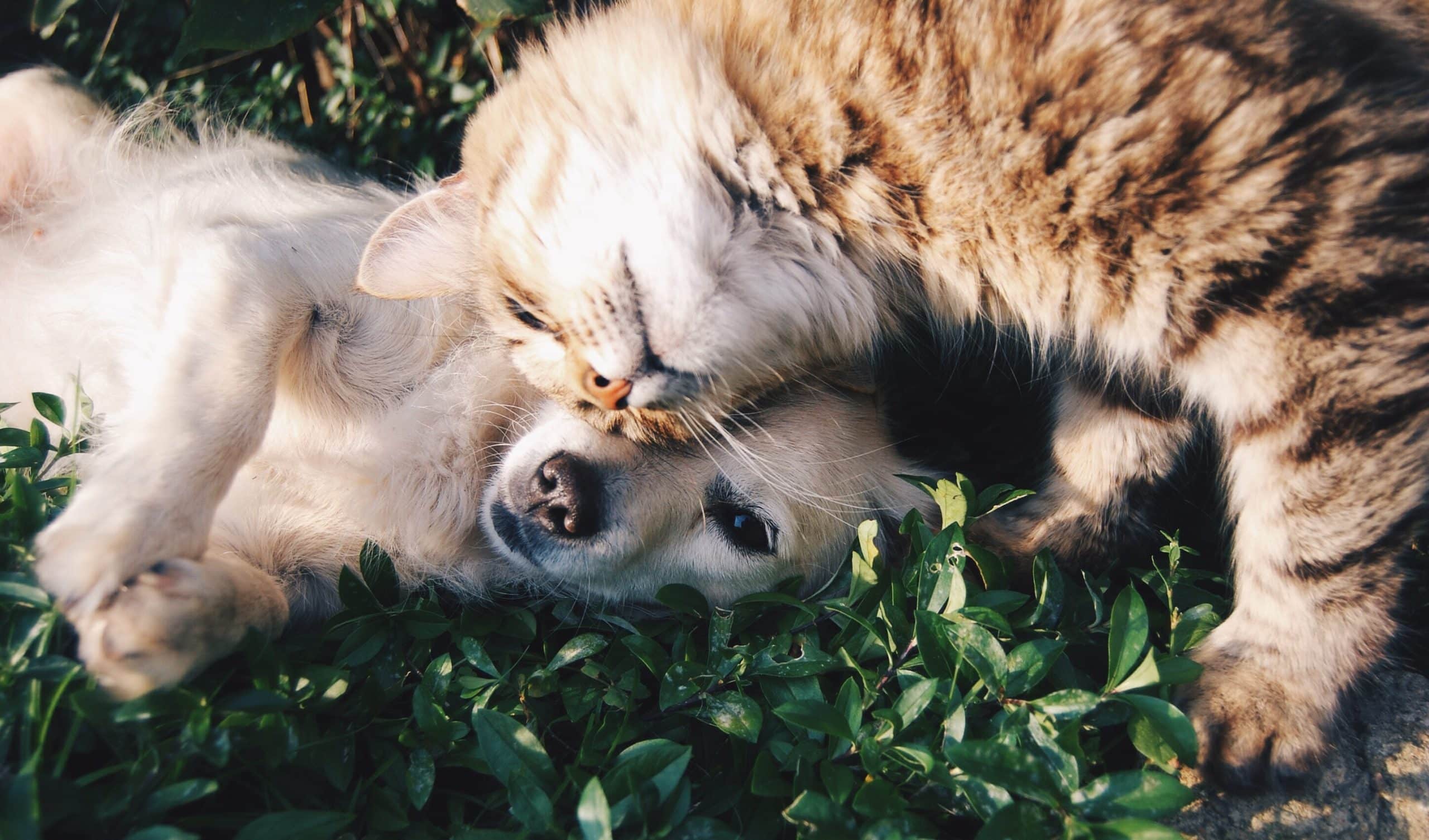 How to Understand and Manage Your Dogs Shedding