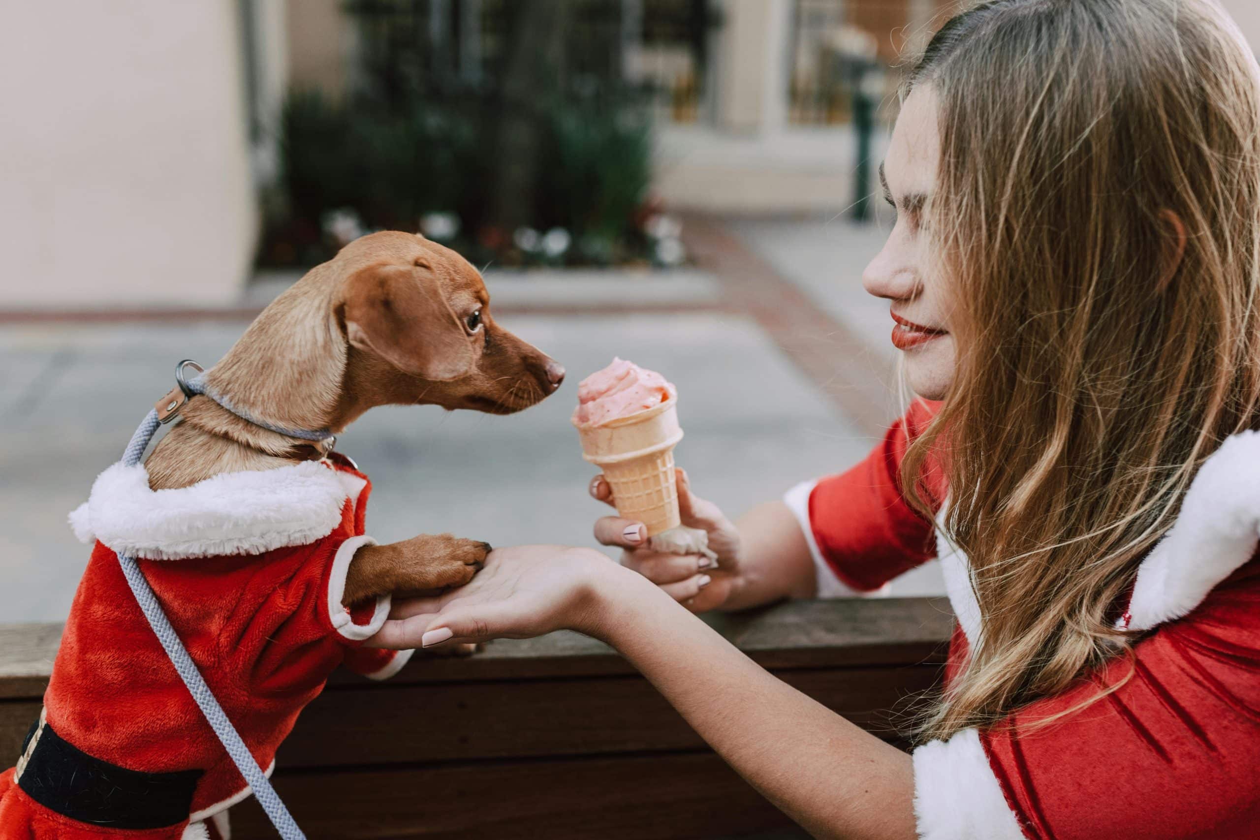 Introduction to Basic Obedience Training for Puppies