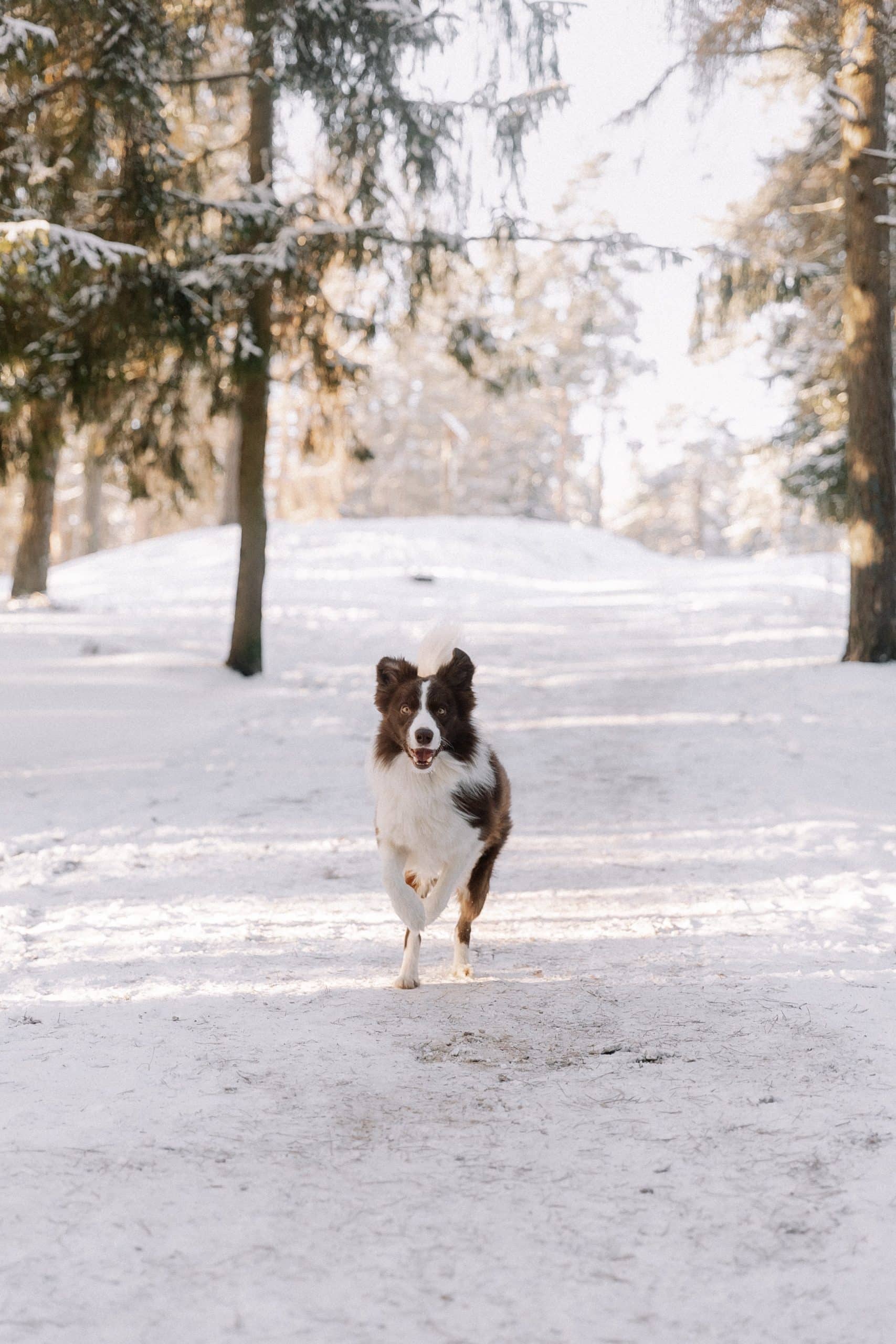 Managing Food Allergies in Dogs: A Guide to Identifying and Treating