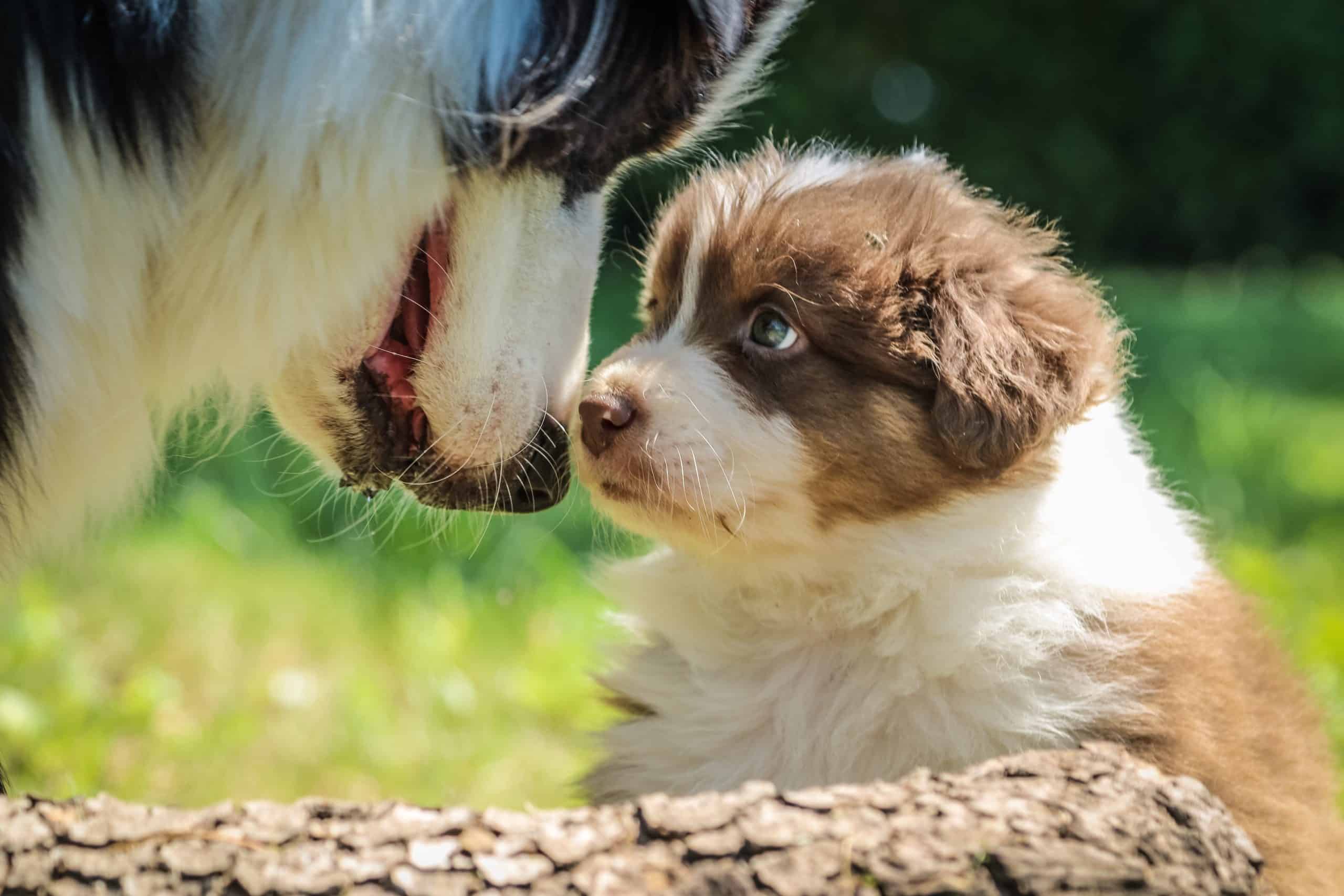 Socializing Your Puppy: The Importance of Early Training